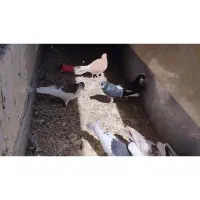 معاوضه کبوتر رنگی شهری با سگ نگهبان نر ماده|پرنده|مرودشت, فاز دوم شهرک فرهنگیان|دیوار