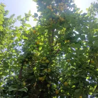 فروش باغ وباغچه وزمین|فروش زمین و ملک کلنگی|شیراز, بید زرد|دیوار