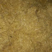 کاه گندم دیم