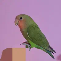 طوطی برزیلی دستی