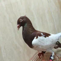 یهودی سرخ پرشی