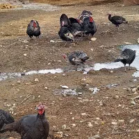 بوقلمون چاق|حیوانات مزرعه|ماهیدشت, |دیوار