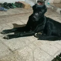 سگ افغان نر