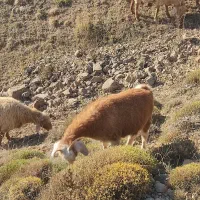 بز و گوسفند|حیوانات مزرعه|مشگین شهر, |دیوار