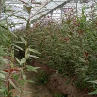 پایه رویشی GN