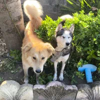 سگ گلدن نر و هاسکی ماده|سگ|ماسال, |دیوار