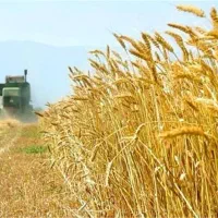 ۲هکتارزمین مرغوب دیمی کشاورزی در روستای قزل آقاج