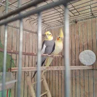 طوطی عروس|پرنده|قائم‌شهر, |دیوار