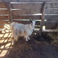 فروش دو عدد بز