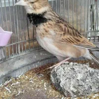 قناری سهره قناری|پرنده|زرند, |دیوار