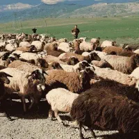 گوسفند زنده بره نرینه قلم آبی  تضمین گوشت جگرسالم