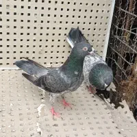 کفتر پاکستانی