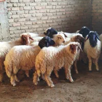 کاور