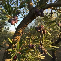 نهال زیتون ارسال فوری و مطمئن پرداخت پس از تحویل