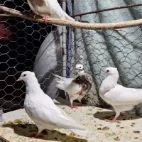 سه عدد طوقی|پرنده|آبدانان, |دیوار