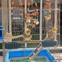 عروس هلندی سخنگو