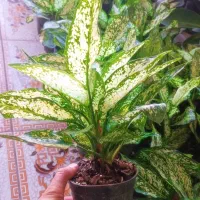 فیلندرون برکین|گل و گیاه طبیعی|یزد, |دیوار