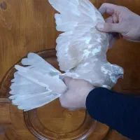 کفتر پرشی زردی رنگی چادری غریب گیری|پرنده|تهران, والفجر (افسریه)|دیوار