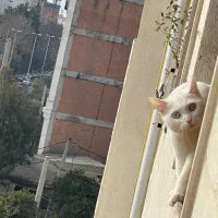 واگذاری رایگان گربه