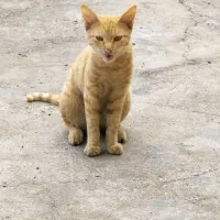 واگذاری دو گربه نر  پنج ماهه