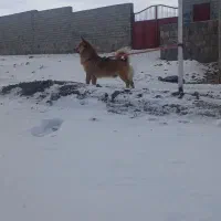 پاکوتا اشپتز