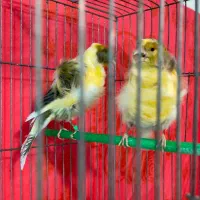 قناری نژاد فری