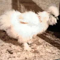 ۲ عدد مرغ ابریشمی