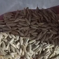 جو دیم