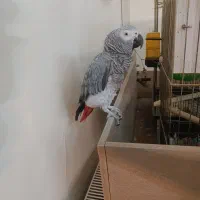 کاسکو اهلی وسخنگو