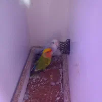 کوتوله  های نر و ماده