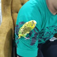 مرغ عشق کاملا دستی