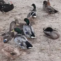 تخم اردک رشتی پروازی|حیوانات مزرعه|مرزیکلا, |دیوار