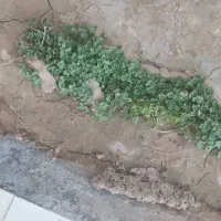 فروش کلزا فله درجه۱