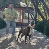 پیتبول استافورد ( وارداتی )|سگ|کرج, فاز ۲ مهرشهر|دیوار