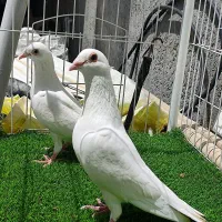 کبوترطوقی مسافتی سفید و دوکت المانی