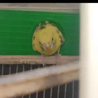 مرغ عشق