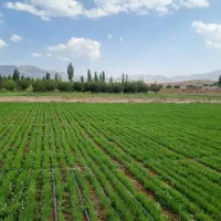 فروش فوم جهت جلوگیری از سرما برای نشا پیاز و سیب