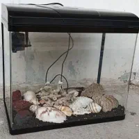 آکواریوم شیشه خم|ماهی|پاکدشت, پاکدشت (مامازند)|دیوار