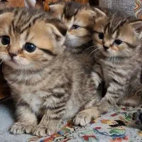 بریتیش اسکاتیش  گلد صورت شامپاینی