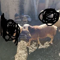 بره بزری|حیوانات مزرعه|شیروان (خراسان), |دیوار