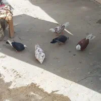 کبوتر پرشی
