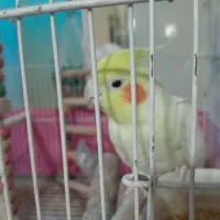 عروس هلندی لوتینو|پرنده|شیراز, معالیآباد|دیوار