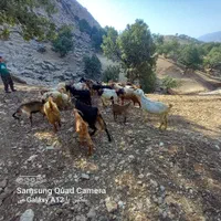 تعدادی بز داشتی زیرقیمت شیر دار وسرحال وآبستن|حیوانات مزرعه|چاروسا, |دیوار
