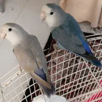 طوطی برزیلی