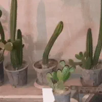 گل کاکتوس طبیعی|گل و گیاه طبیعی|تهران, افسریه شمالی|دیوار