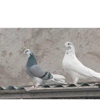 کبوتر بلند پرواز|پرنده|سیرجان, |دیوار