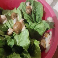 حلزون|خزنده|کرمانشاه, |دیوار