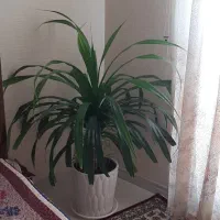 گل طبیعی سایز بزرگ|گل و گیاه طبیعی|مشهد, الهیه|دیوار