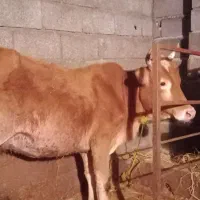 فروش لیشه آس|حیوانات مزرعه|واجارگاه, |دیوار