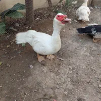 فروش اردک اسرائیلی